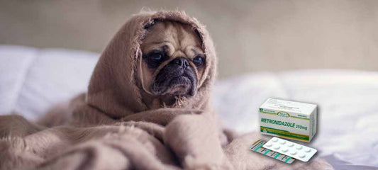 side-effects-of-metronidazole-for-dogs-dosage