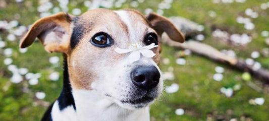 natural-treatment-for-dog-eye-allergies-home-remedies