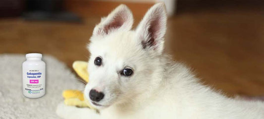 dosage-of-gabapentin-for-dogs-side-effects