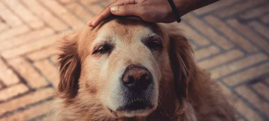natural-remedies-for-arthritis-in-dogs-symptoms