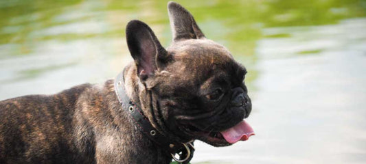 dog-breathing-problems-home-remedies