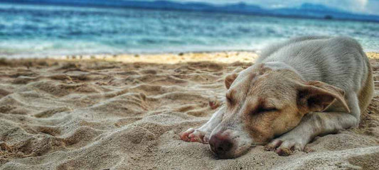 Lethargic Dog? Symptoms, Causes, And Natural Remedies