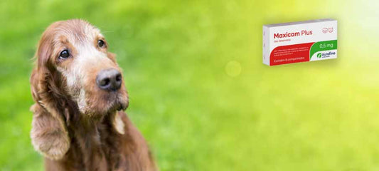 Meloxicam (Metacam) For Dogs: Dosage, Side Effects, And Alternatives.