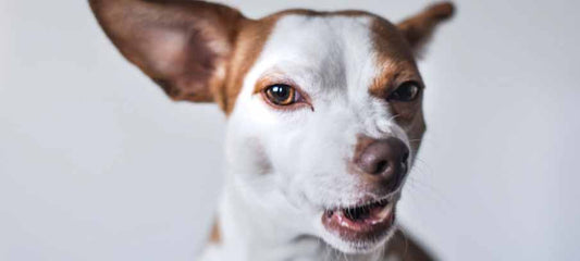 what-is-tracheitis-in-dogs-symptoms
