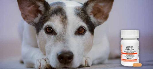dosage-of-novox-for-dogs-side-effects