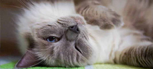 how-do-cats-show-affection
