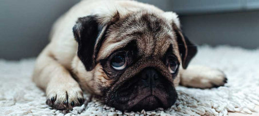 sad-dog-how-to-spot-the-signs-and-cheer-them-up