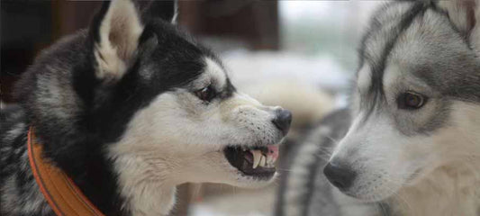 dog-behavior-how-to-read-body-language-and-respond