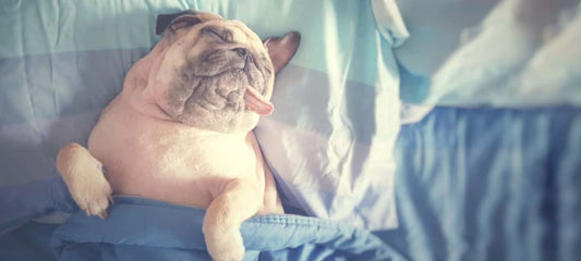 Dog Seizures While Sleeping: Everything You Need To Know