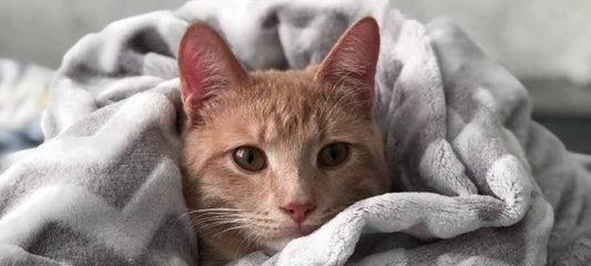 what-is-feline-aids-symptoms