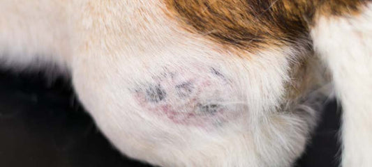 Hot Spots on Dogs: Causes, Treatment, and Natural Remedies