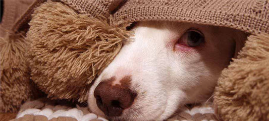 how-do-i-calm-my-dog-during-fireworks
