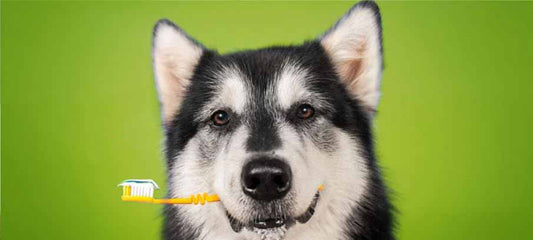 what-causes-bad-breath-in-dogs-and-how-do-i-get-rid-of-it