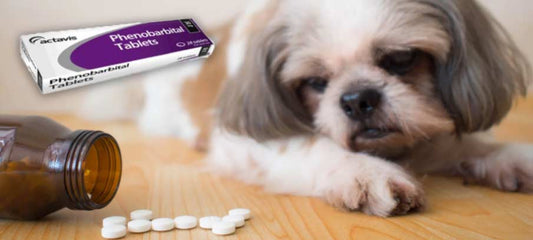 side-effects-of-phenobarbital-for-dogs-dosage