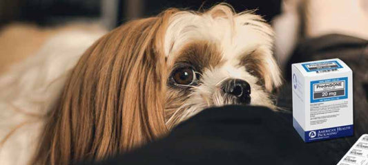 prednisone-for-dogs-side-effects-dosage-and-alternatives
