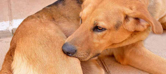 home-remedies-for-dogs-with-skin-allergies-itchy