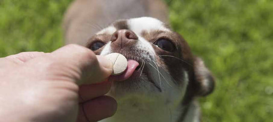 Keppra For Dogs: Side effects and Dosage