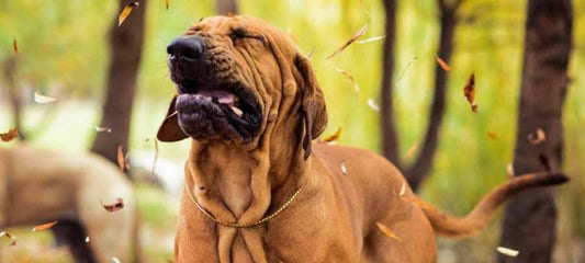 treatment-for-dog-seasonal-allergies-home-remedies