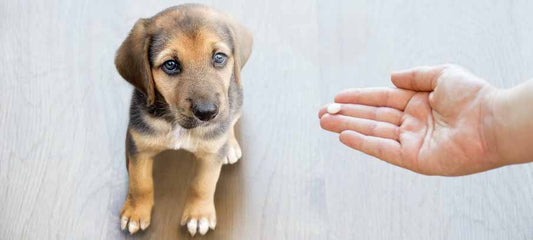 Aspirin For Dogs: What Are The Side Effects and Alternatives?