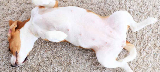 grand-mal-seizure-dog