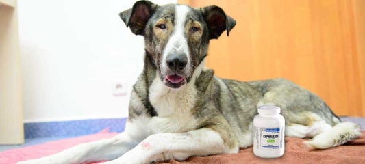 dosage-of-cephalexin-for-dogs-side-effects