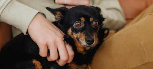 alternatives-to-prozac-for-dogs-side-effects