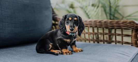 Puppy CBD: Everything You Need to Know