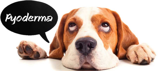 pyoderma-in-dogs