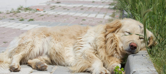 Safety of Gabapentin for Dogs