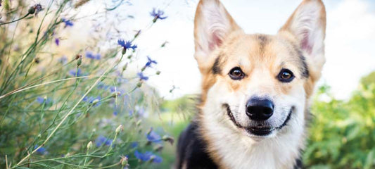 cbd-oil-for-dog-seizures