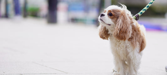 should I give my dog cbd oil everyday?