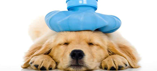 dog-colds-the-causes-the-symptoms-and-natural-remedies