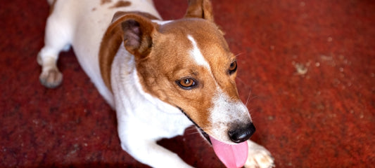 Side Effects of Gabapentin in Dogs: What You Should Know