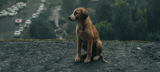 Signs of Phenobarbital Toxicity in Dogs
