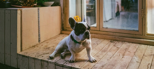 Dog on porch