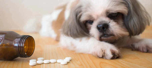 ketoprofen-for-dogs-dosage-side-effects-risks-and-benefits
