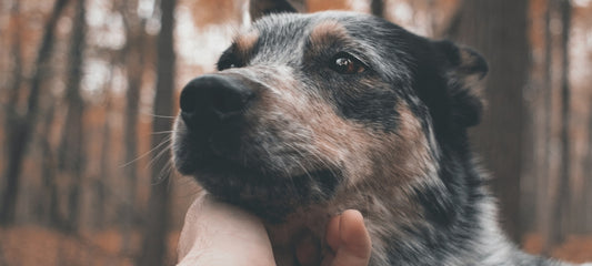 Revealing the Alternatives to Apoquel for Dogs