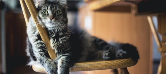 What Do Cat Seizures Look Like? A Comprehensive Guide
