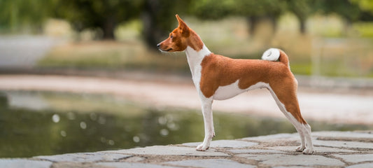 Safest anti inflammatory medication for dogs