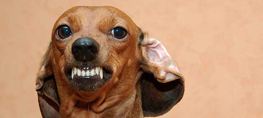 what-does-it-mean-when-dogs-ears-are-back