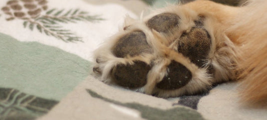 What Causes Yellow Dog Paws? Possible Causes and Treatments