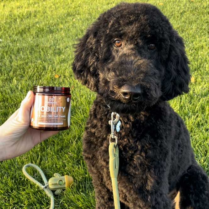 cbd pet chews