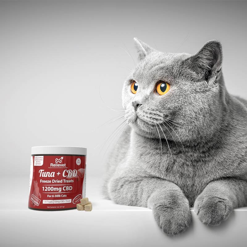 cbd cat treats