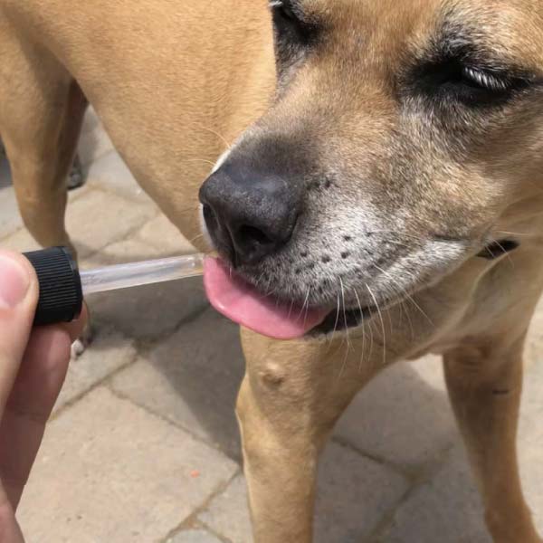 dog licking cbd oil drops