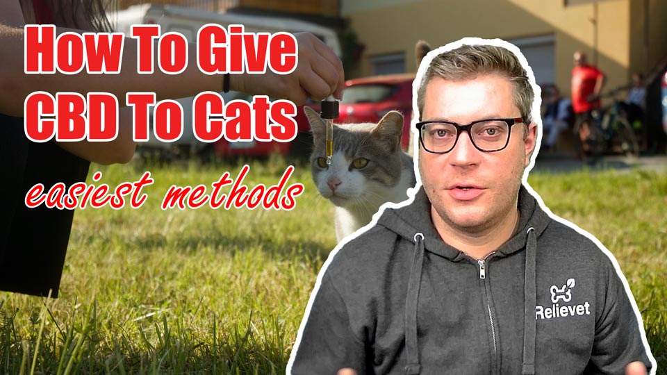 Load video: How To Give CBD To Cats