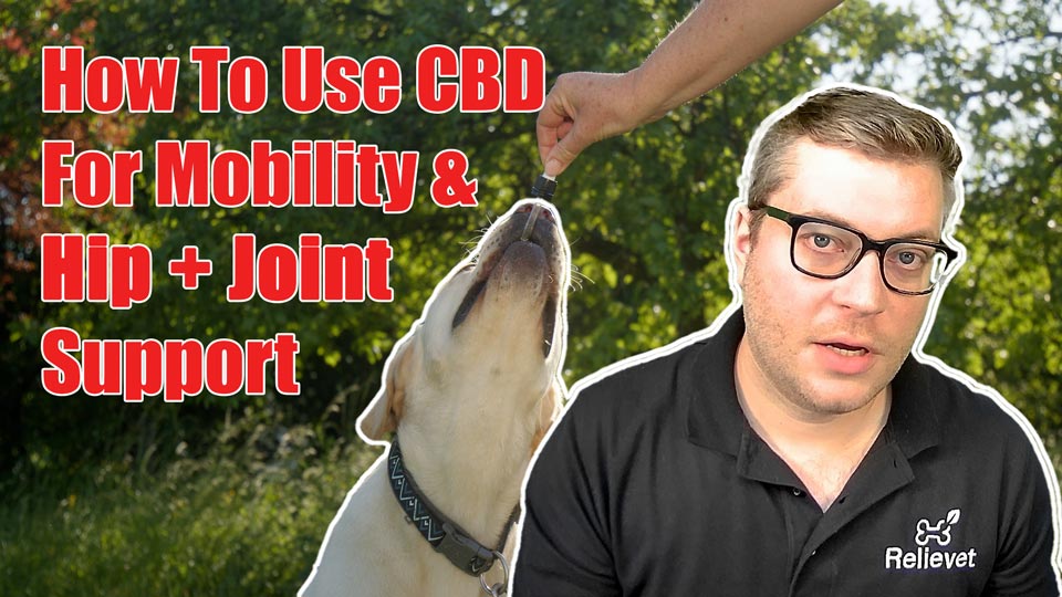Load Video: How CBD can help with hip and mobility issues in dogs