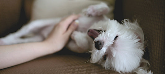CBD As A Relief for Itching Dogs: What You Need To Know