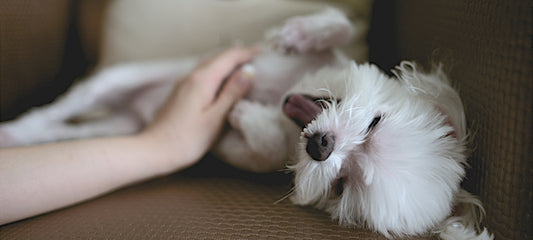 CBD As A Relief for Itching Dogs: What You Need To Know