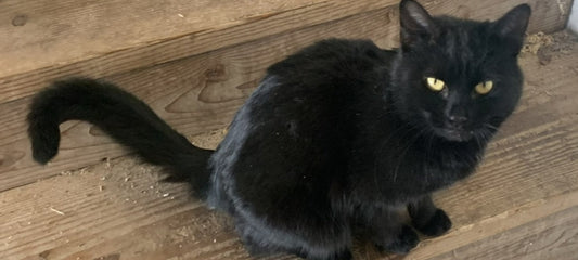 My cat Deja Thoris