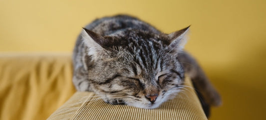 cat seizure while sleeping